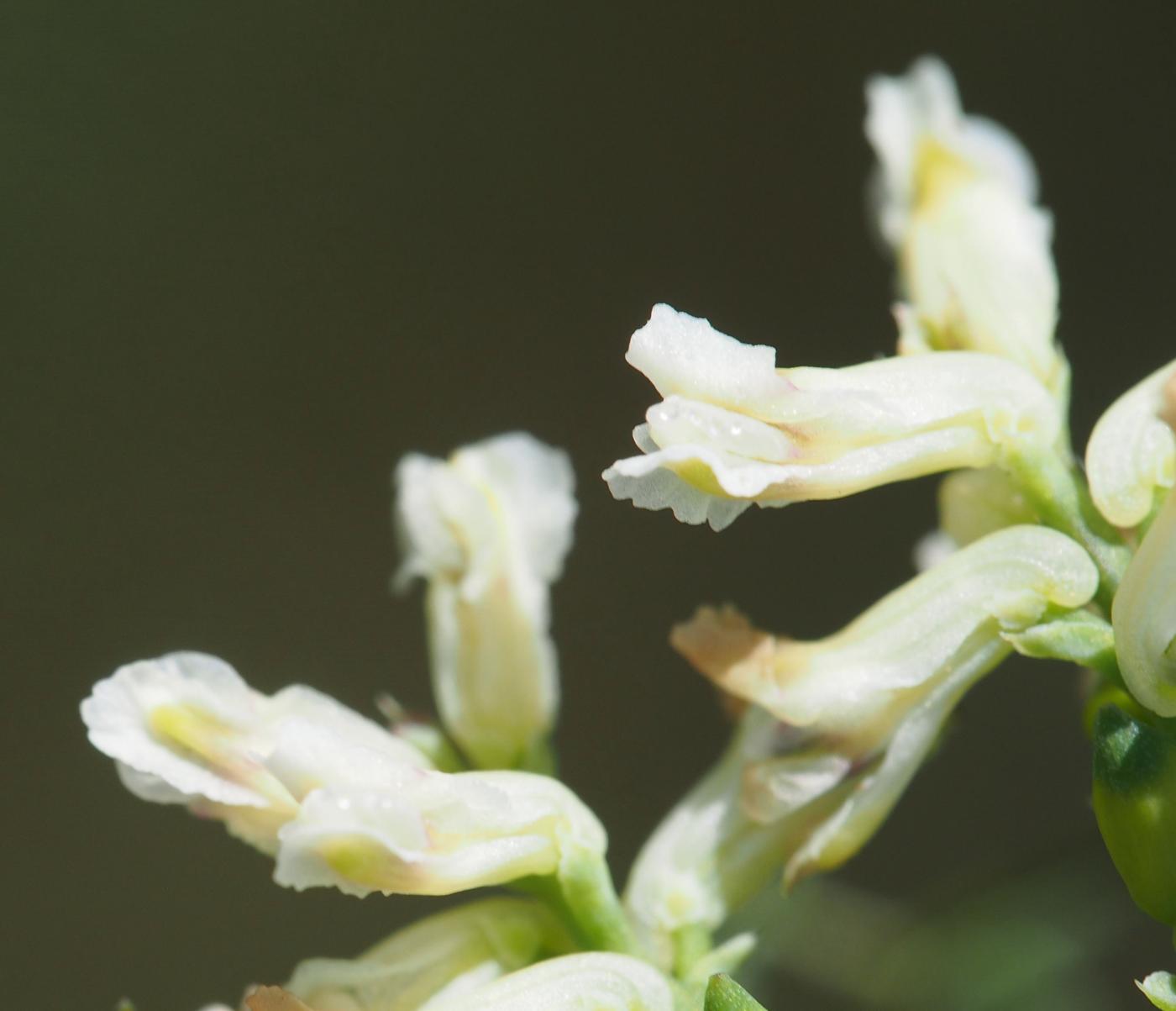 Corydalis, Climbing flower